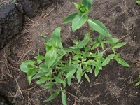 Nuova_Gussonea - Centranthus_ruber_20110529 183.jpg